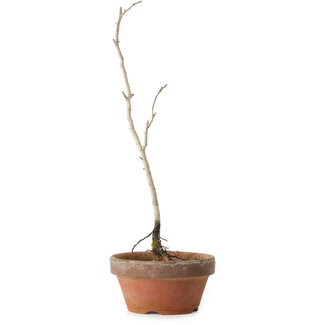 Diospyros kaki, 30 cm, ± 15 anni