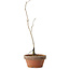 Diospyros kaki, 30 cm, ± 15 anni