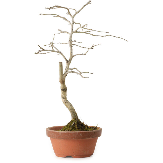 Diospyros kaki, 24 cm, ± 15 Jahre alt