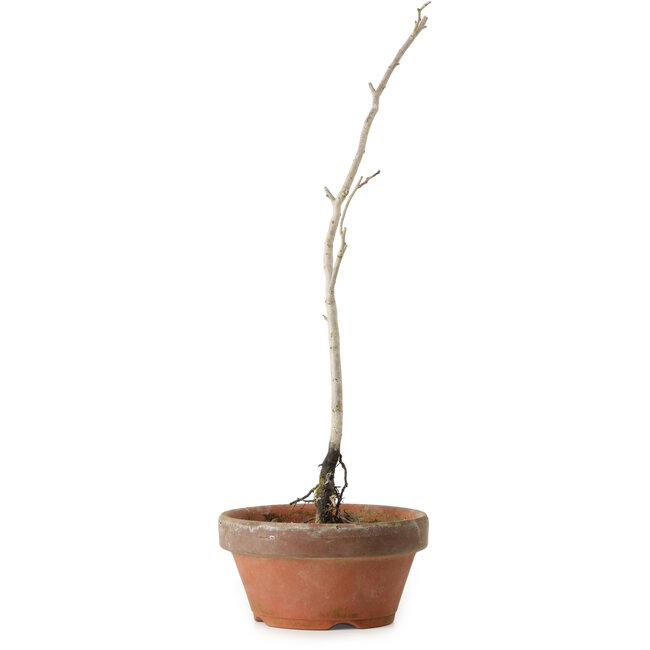 Diospyros kaki, 30 cm, ± 15 jaar oud