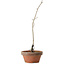 Diospyros kaki, 30 cm, ± 15 anni