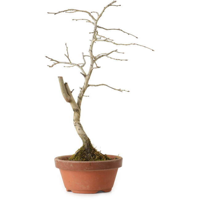 Diospyros kaki, 24 cm, ± 15 ans