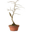 Diospyros kaki, 24 cm, ± 15 anni