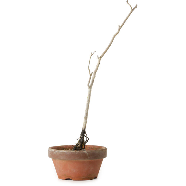 Diospyros kaki, 30 cm, ± 15 anni