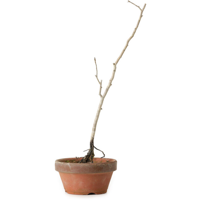 Diospyros kaki, 30 cm, ± 15 ans