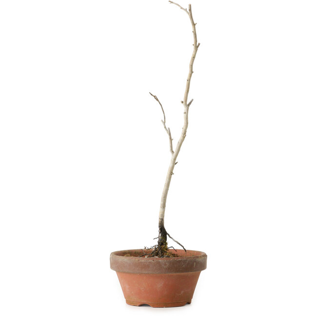 Diospyros kaki, 30 cm, ± 15 anni