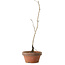 Diospyros kaki, 30 cm, ± 15 anni