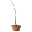 Diospyros kaki, 30 cm, ± 15 anni