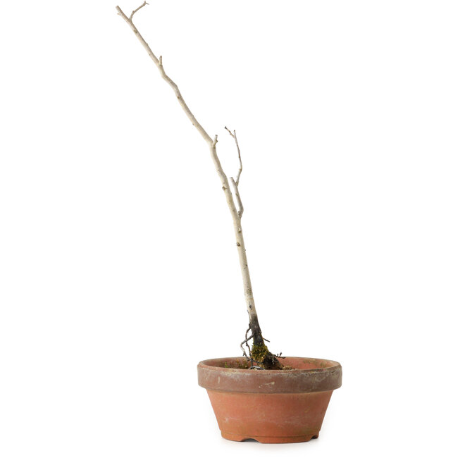Diospyros kaki, 30 cm, ± 15 anni