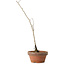 Diospyros kaki, 30 cm, ± 15 anni
