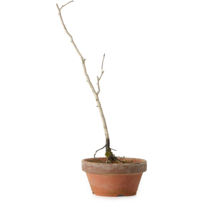 Diospyros kaki, 30 cm, ± 15 anni
