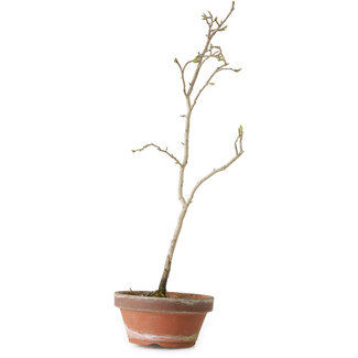 Diospyros kaki, 35 cm, ± 15 jaar oud