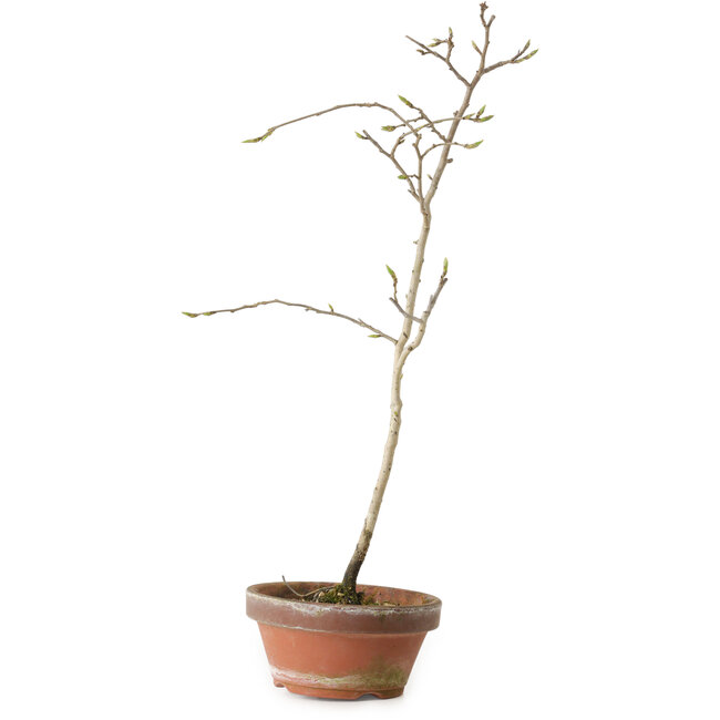 Diospyros kaki, 35 cm, ± 15 jaar oud
