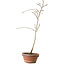 Diospyros kaki, 35 cm, ± 15 anni