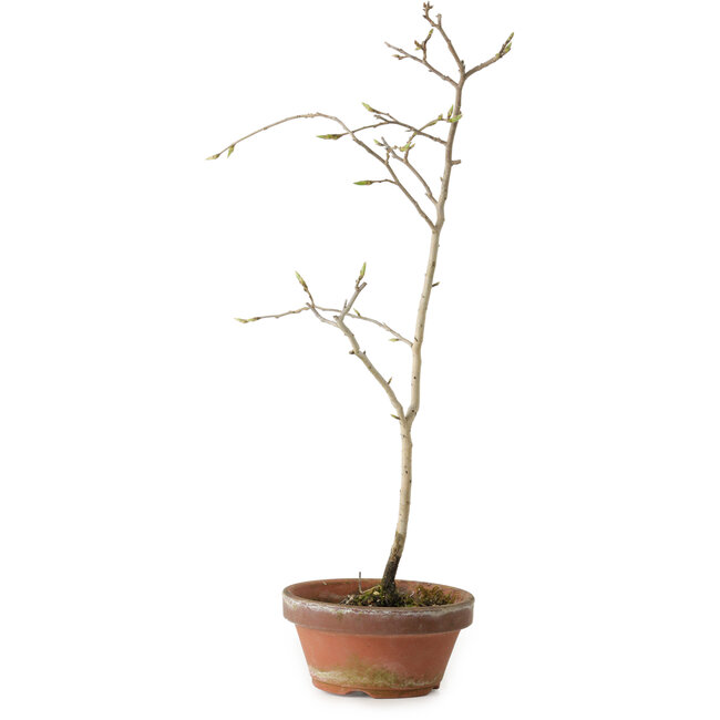 Diospyros kaki, 35 cm, ± 15 anni