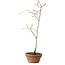 Diospyros kaki, 35 cm, ± 15 anni
