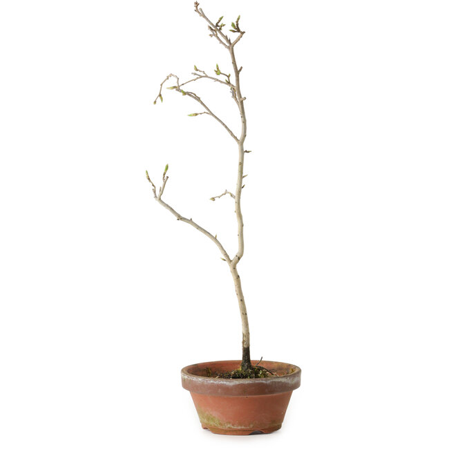Diospyros kaki, 35 cm, ± 15 anni