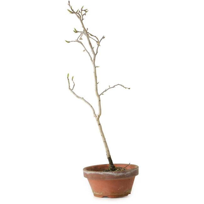 Diospyros kaki, 35 cm, ± 15 anni