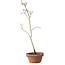 Diospyros kaki, 35 cm, ± 15 anni