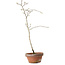 Diospyros kaki, 35 cm, ± 15 anni