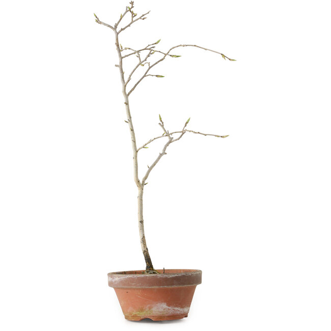 Diospyros kaki, 35 cm, ± 15 anni