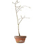 Diospyros kaki, 35 cm, ± 15 anni