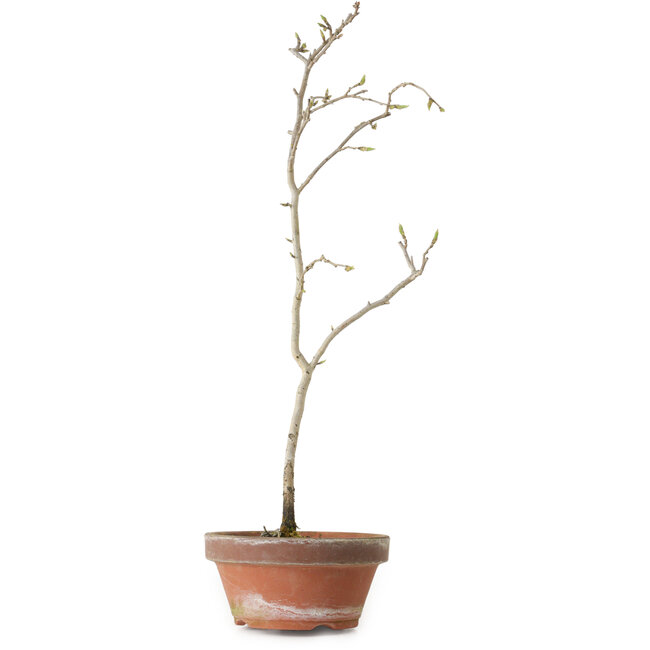 Diospyros kaki, 35 cm, ± 15 años