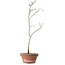 Diospyros kaki, 35 cm, ± 15 anni