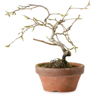 Diospyros kaki, 15 cm, ± 15 ans