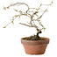 Diospyros kaki, 15 cm, ± 15 years old