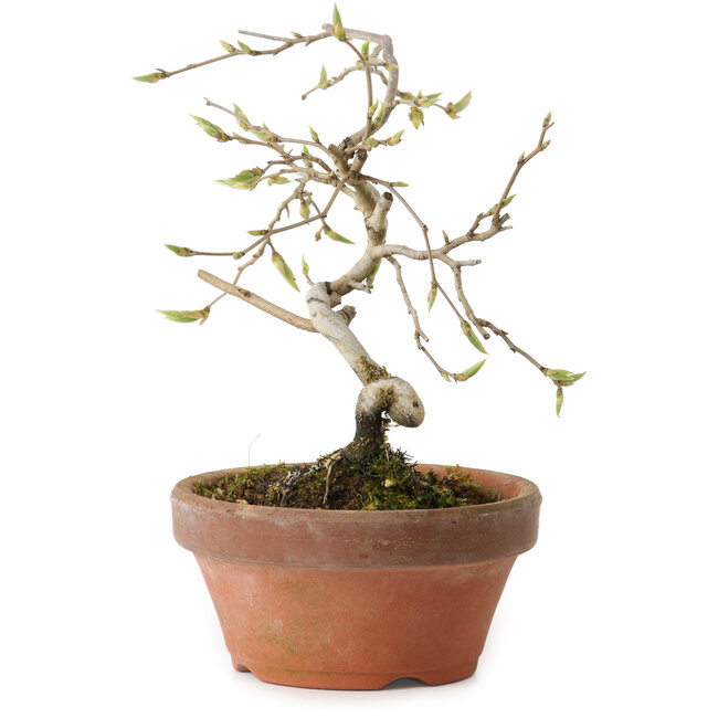 Diospyros kaki, 15 cm, ± 15 ans