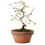 Diospyros kaki, 15 cm, ± 15 anni