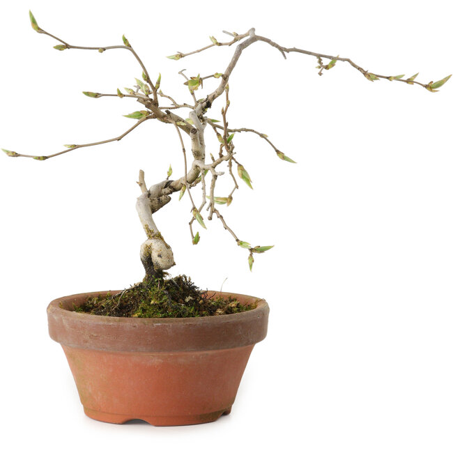 Diospyros kaki, 15 cm, ± 15 anni