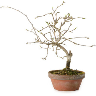 Diospyros kaki, 13 cm, ± 15 ans
