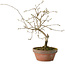 Diospyros kaki, 13 cm, ± 15 anni