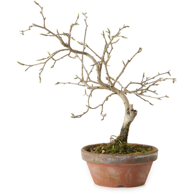 Diospyros kaki, 13 cm, ± 15 Jahre alt
