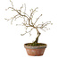 Diospyros kaki, 13 cm, ± 15 anni