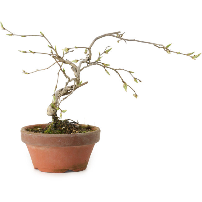 Diospyros kaki, 15 cm, ± 15 años de edad