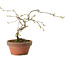 Diospyros kaki, 15 cm, ± 15 ans