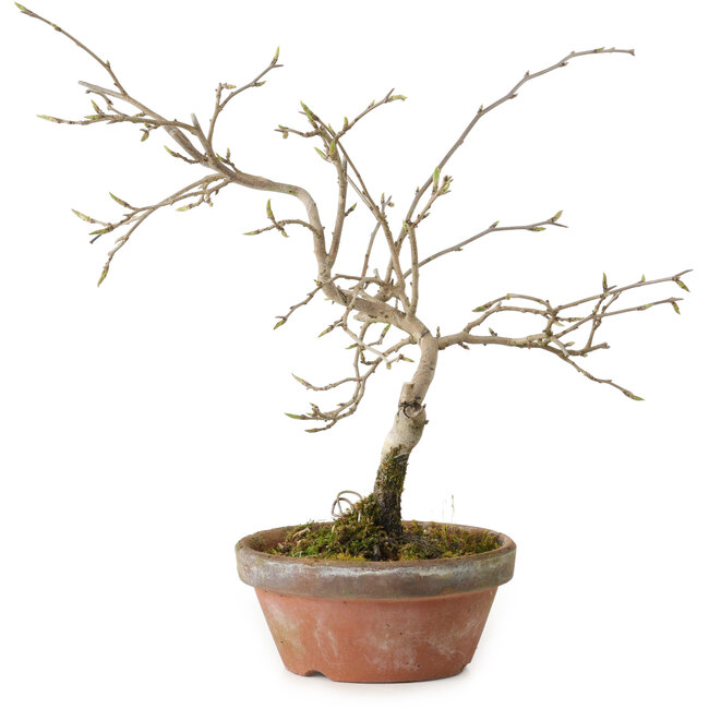 Diospyros kaki, 13 cm, ± 15 Jahre alt