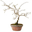 Diospyros kaki, 13 cm, ± 15 anni