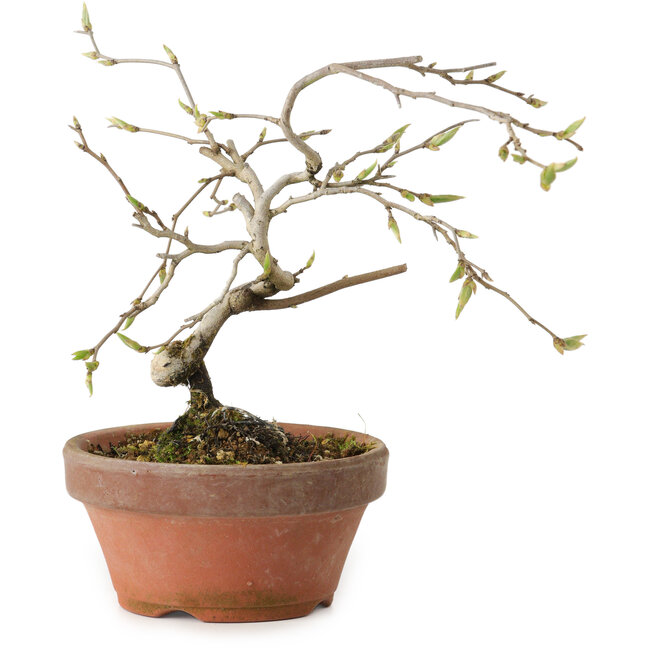 Diospyros kaki, 15 cm, ± 15 years old