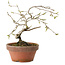 Diospyros kaki, 15 cm, ± 15 ans