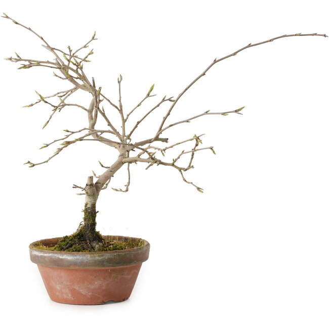 Diospyros kaki, 13 cm, ± 15 jaar oud