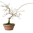 Diospyros kaki, 13 cm, ± 15 anni