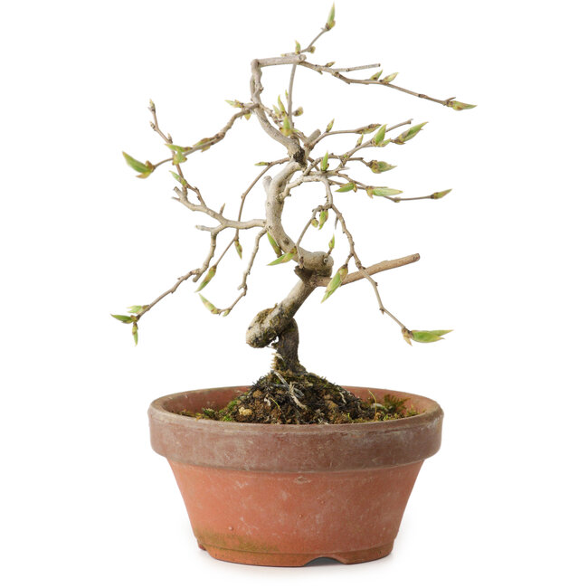 Diospyros kaki, 15 cm, ± 15 ans