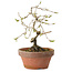 Diospyros kaki, 15 cm, ± 15 anni