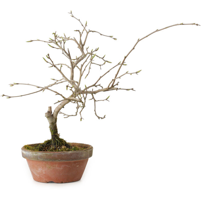 Diospyros kaki, 13 cm, ± 15 ans