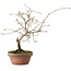 Diospyros kaki, 13 cm, ± 15 anni