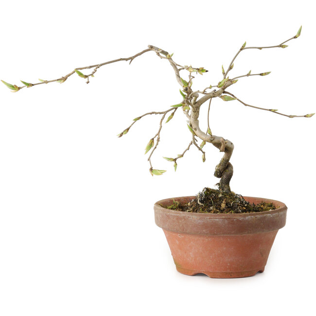 Diospyros kaki, 15 cm, ± 15 ans